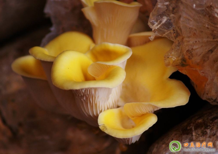 口臭可以吃黃蘑 口臭可以吃黃蘑