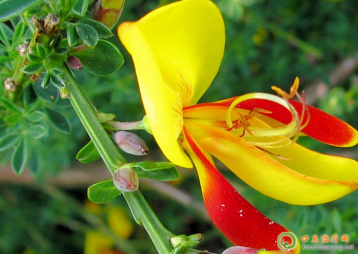 �ڳ����ԳԽ�ȸ��