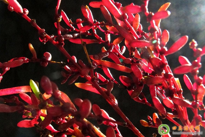 �ڳ����ԳԉA��