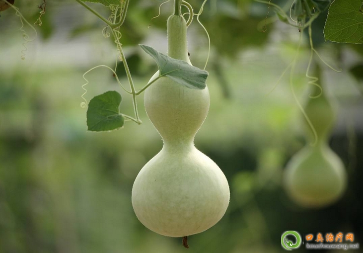 口臭可以吃葫蘆 口臭可以吃葫蘆