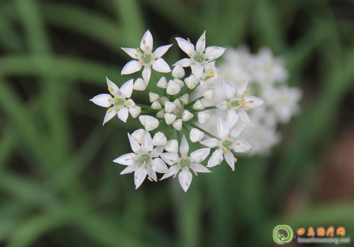 �ڳ����ԳԾ²˻�